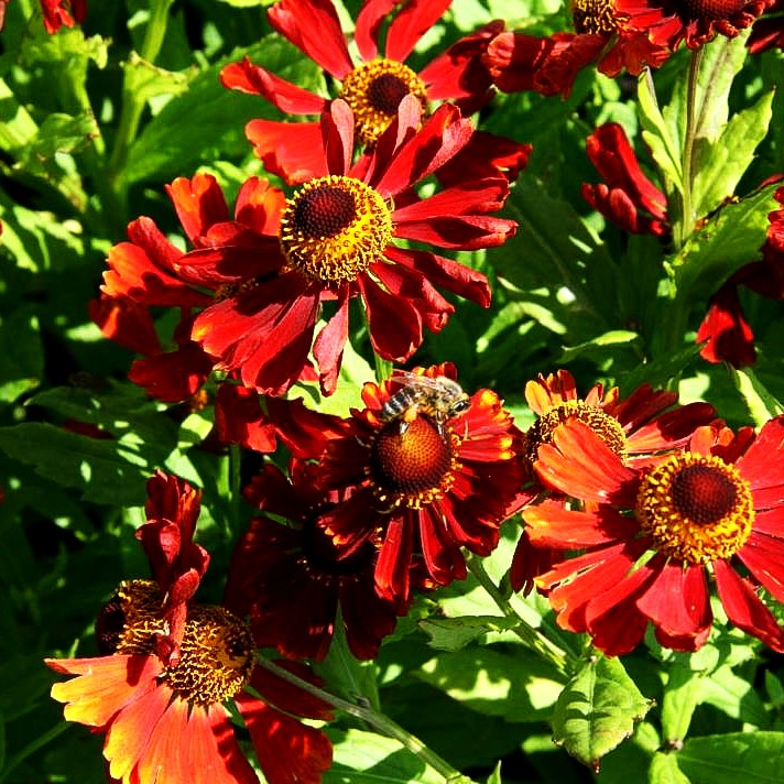 Sonnenbraut 'Mahagoni' (Helenium x cult.)