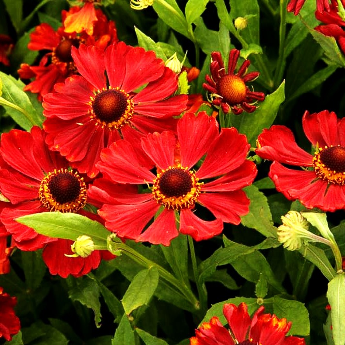 Sonnenbraut 'Mahagoni' (Helenium x cult.)