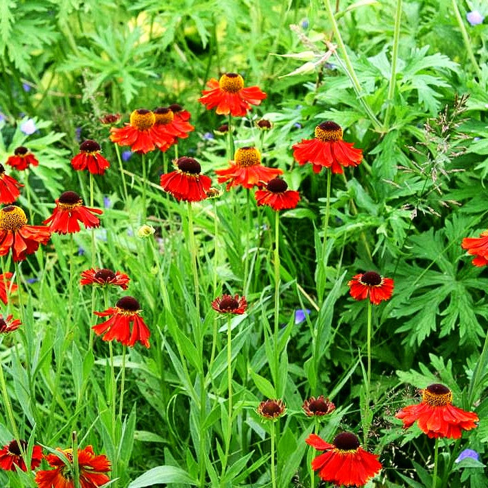 Sonnenbraut 'Mahagoni' (Helenium x cult.)