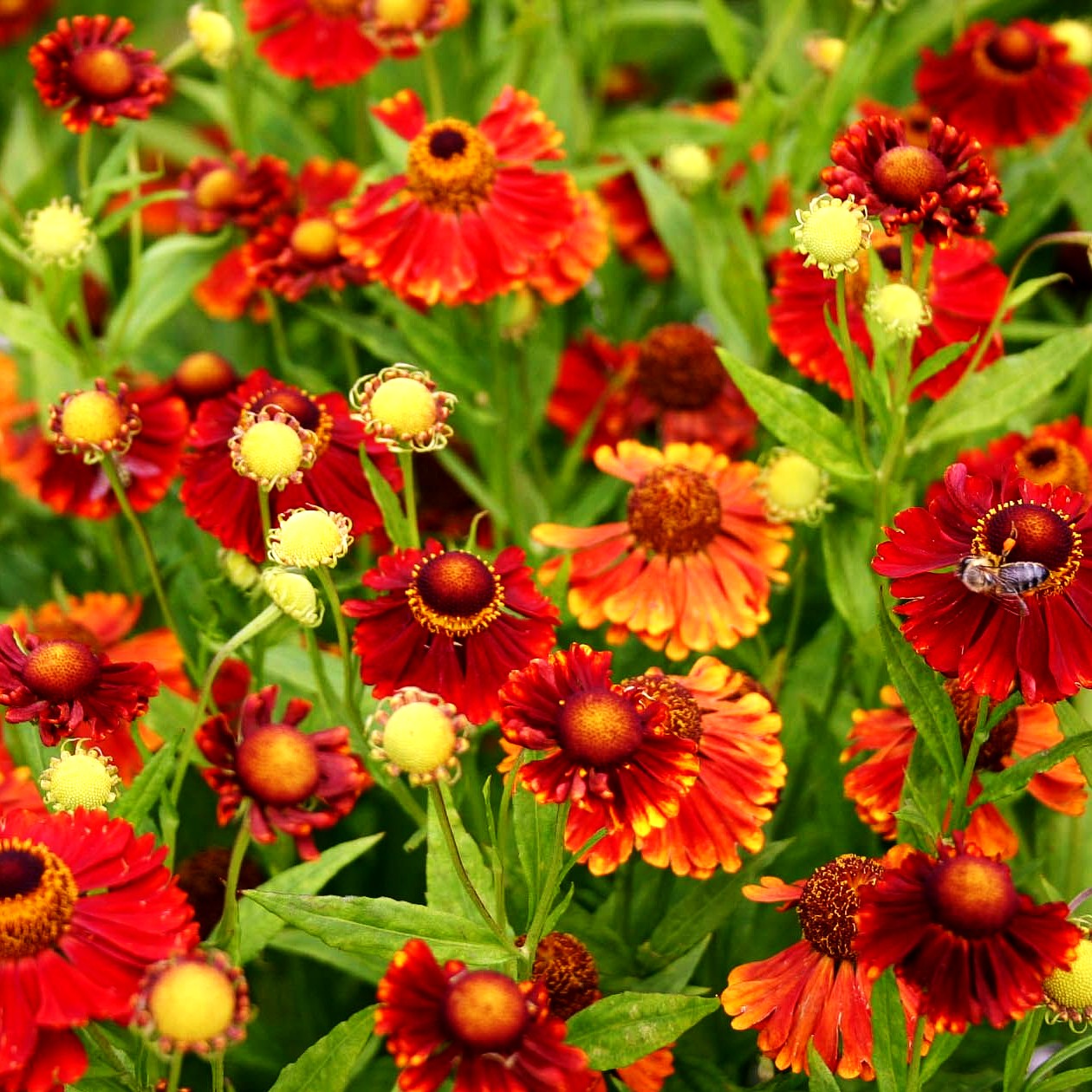 Sonnenbraut 'Mahagoni' (Helenium x cult.)