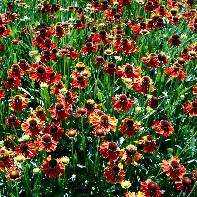 Sonnenbraut 'Moerheim Beauty' (Helenium x cult.)