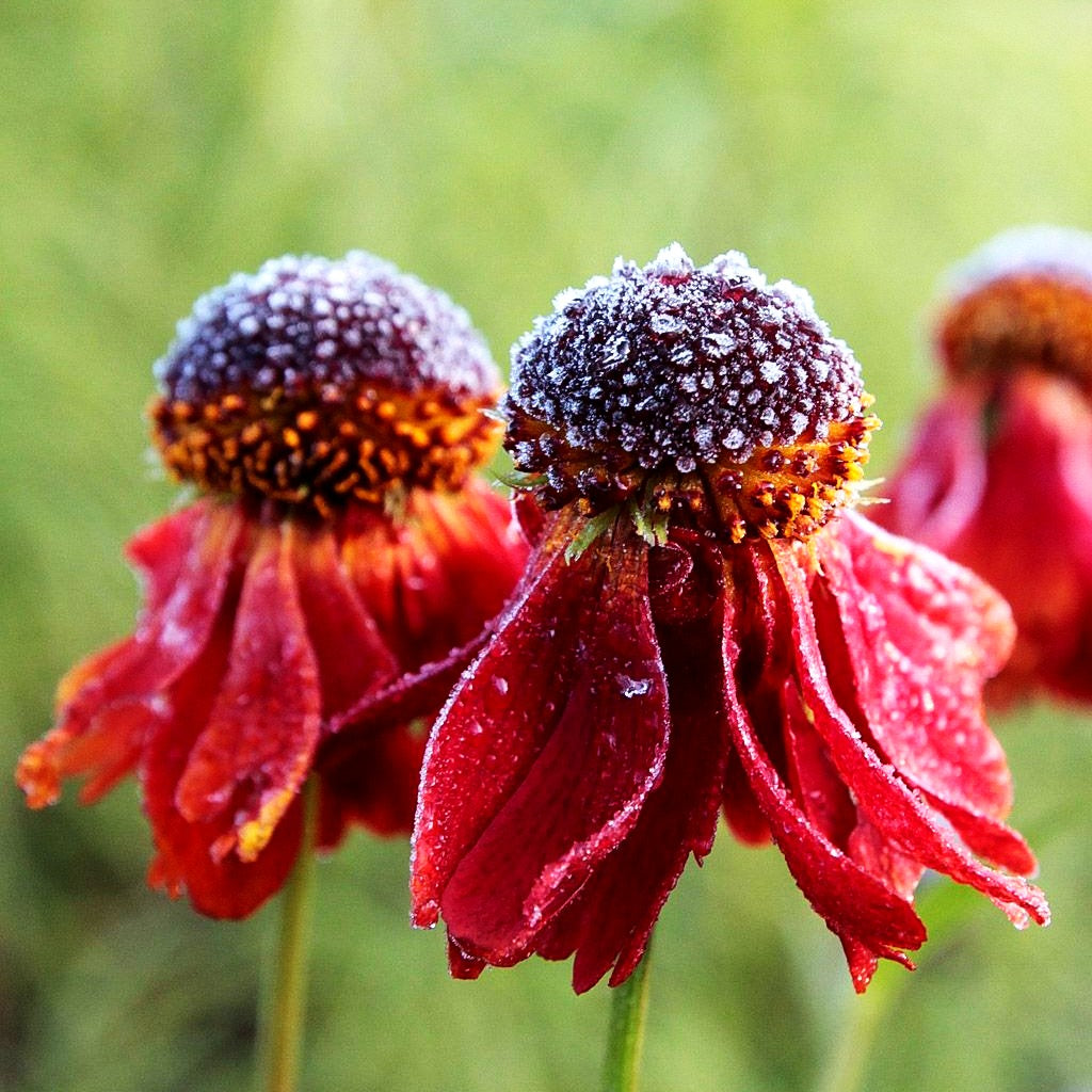 Sonnenbraut 'Moerheim Beauty' (Helenium x cult.)