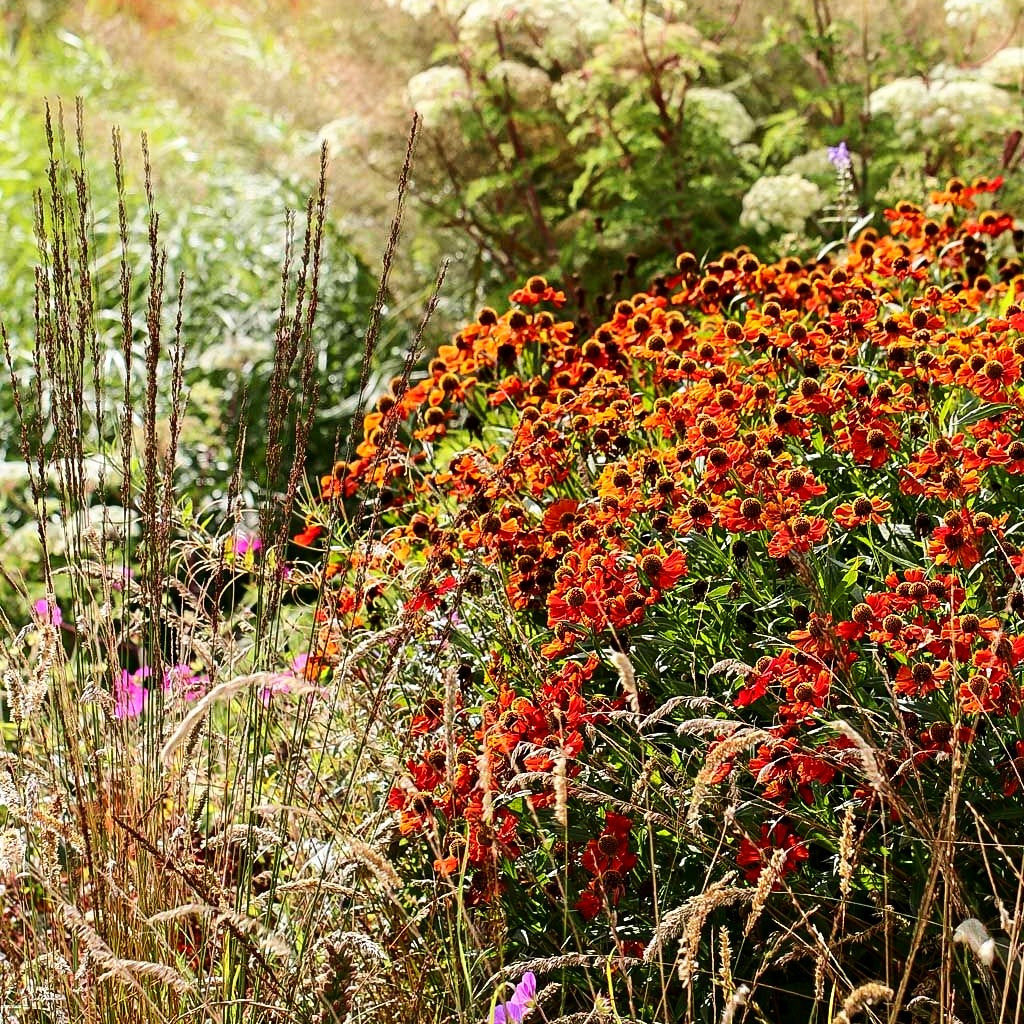Sonnenbraut 'Moerheim Beauty' (Helenium x cult.)