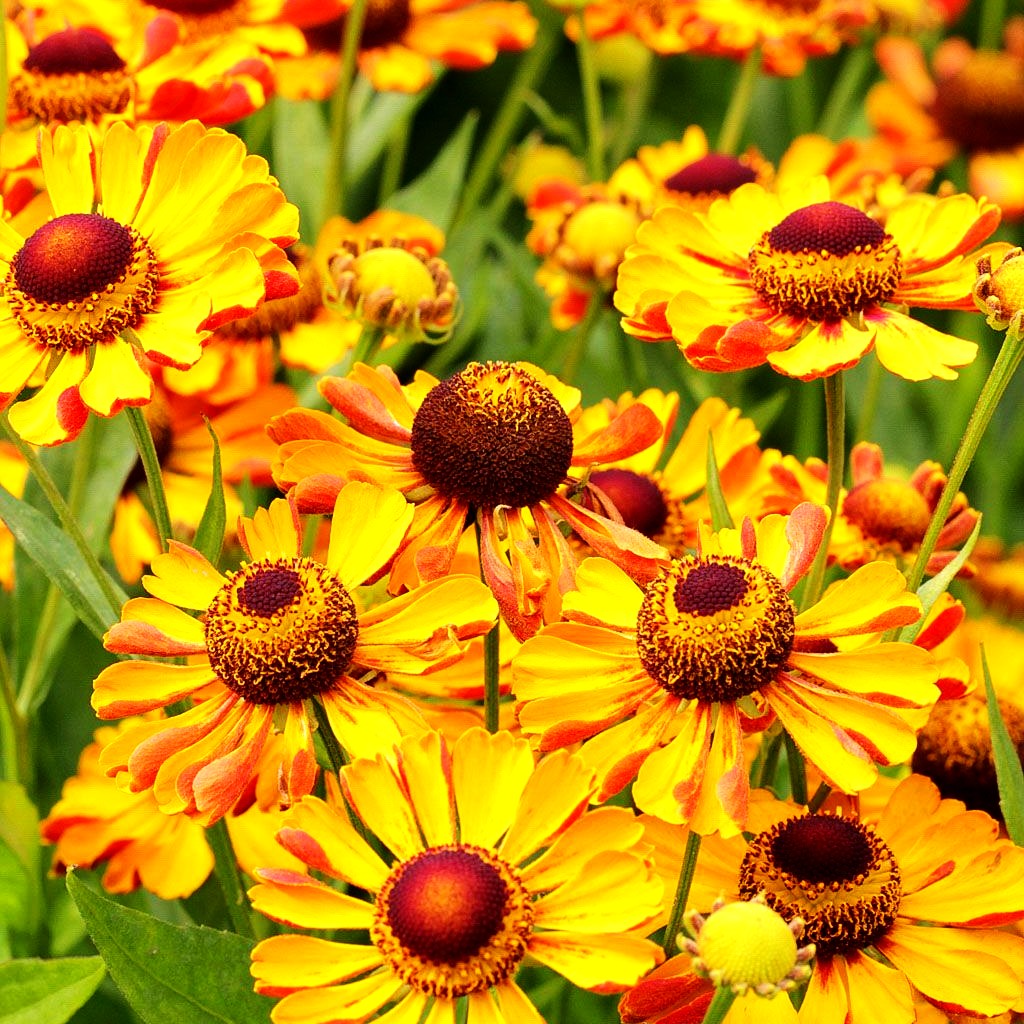 Sonnenbraut 'Rauchtopas' (Helenium x cult.)