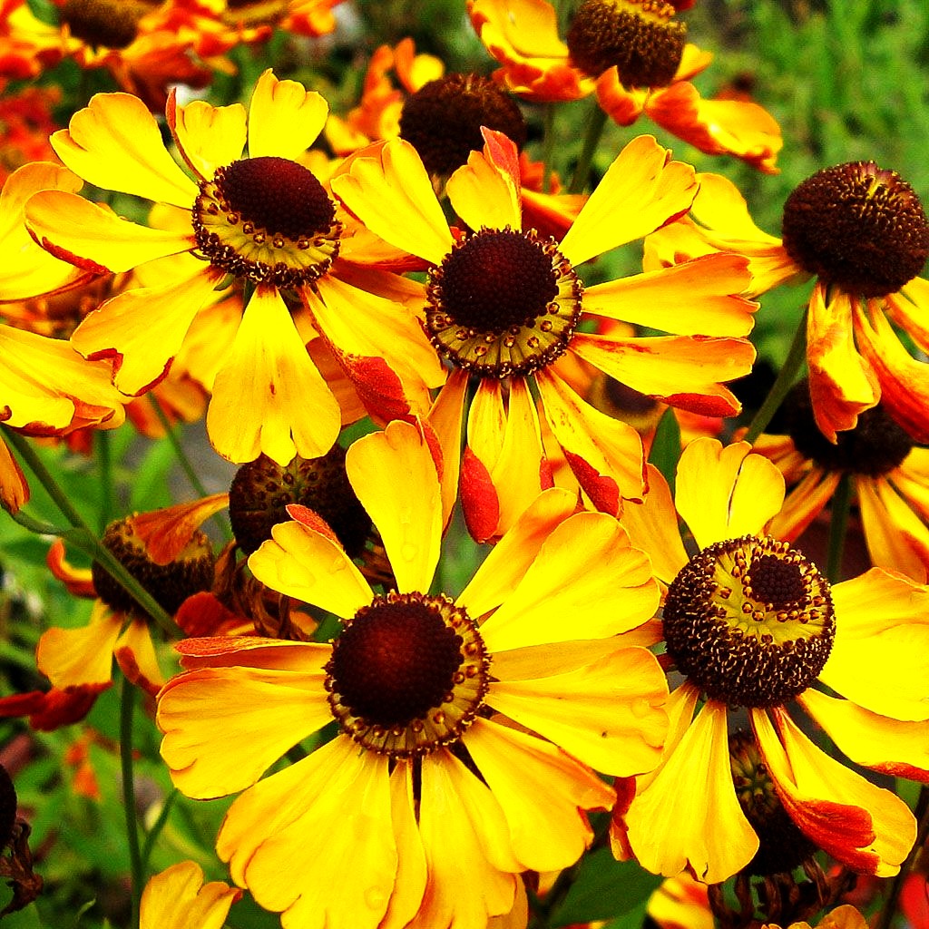 Sonnenbraut 'Rauchtopas' (Helenium x cult.)