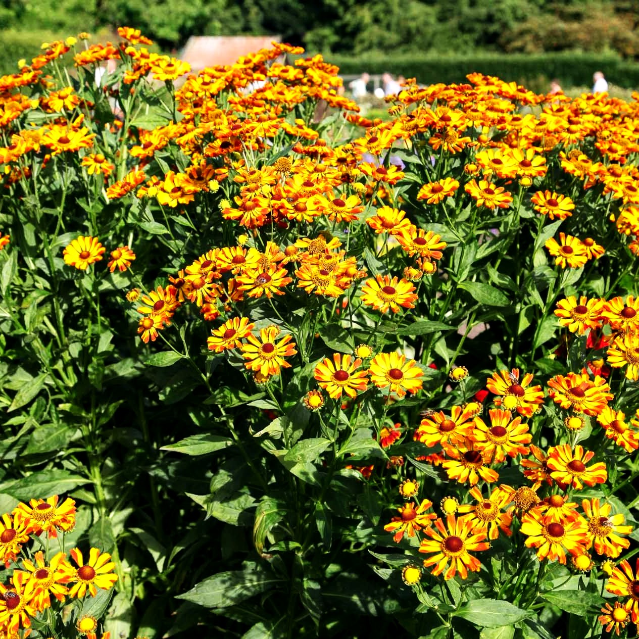 Sonnenbraut 'Rauchtopas' (Helenium x cult.)