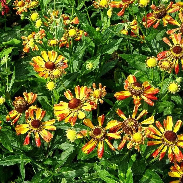 Sonnenbraut 'Rauchtopas' (Helenium x cult.)
