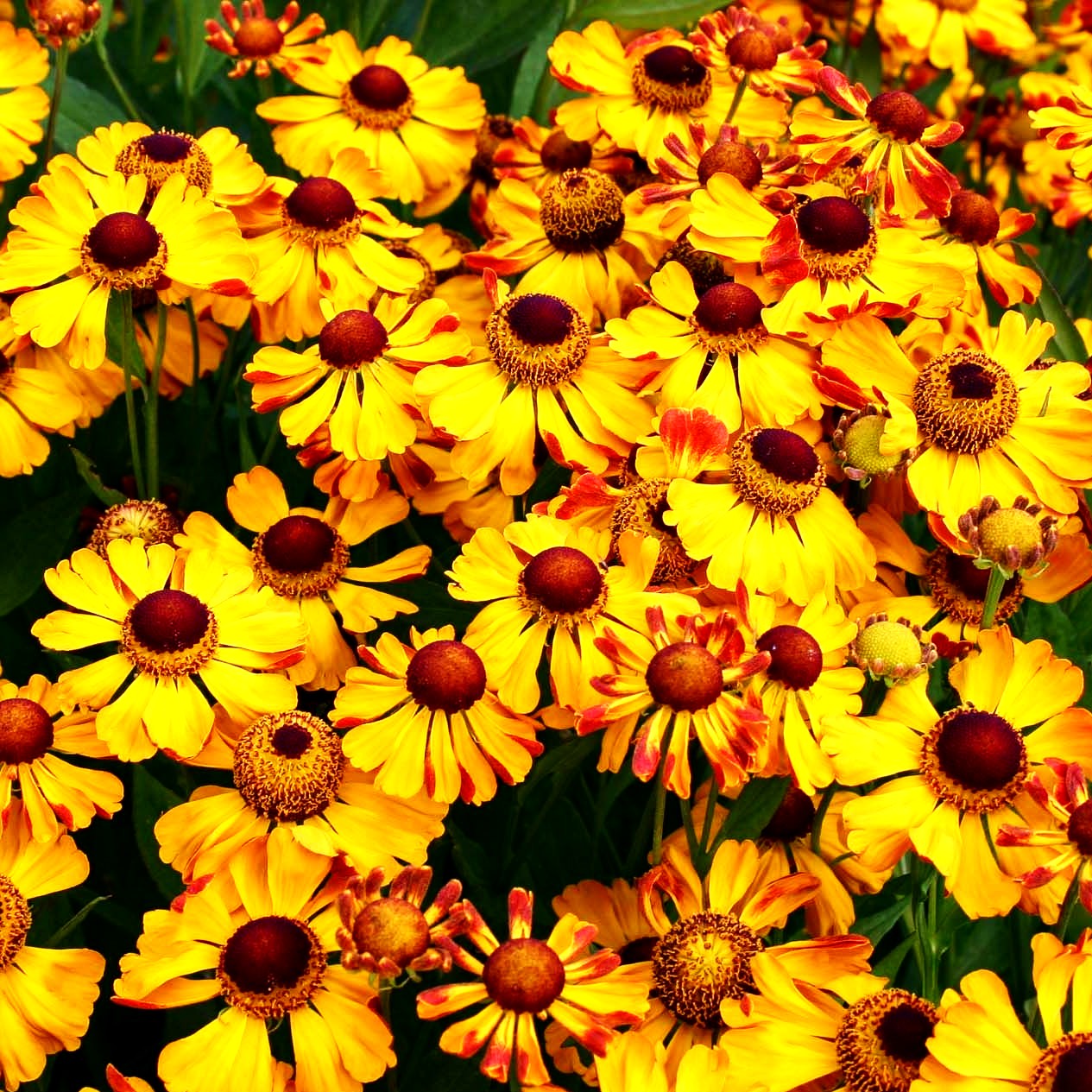 Sonnenbraut 'Rauchtopas' (Helenium x cult.)