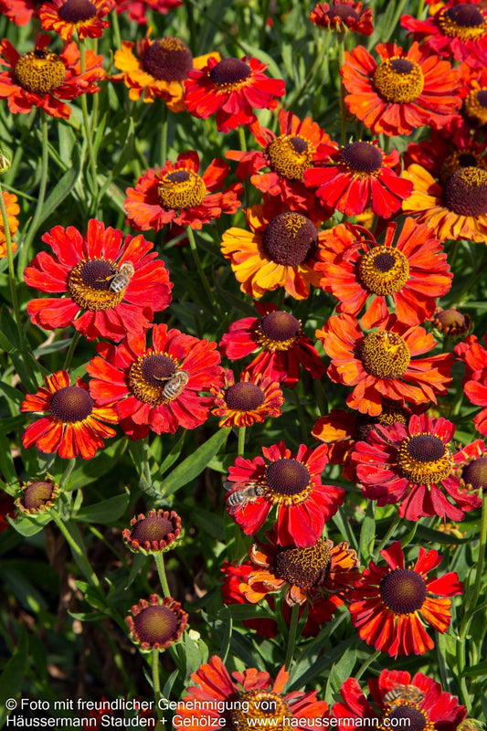 Sonnenbraut 'Red Army' (Helenium x cult.)