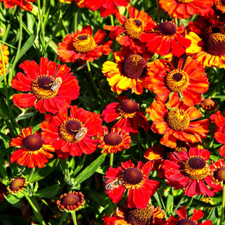 Sonnenbraut 'Red Army' (Helenium x cult.)