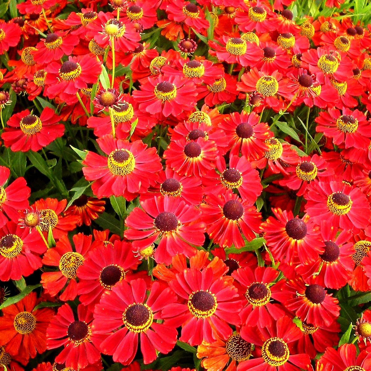 Sonnenbraut 'Rubinzwerg' (Helenium x cult.)