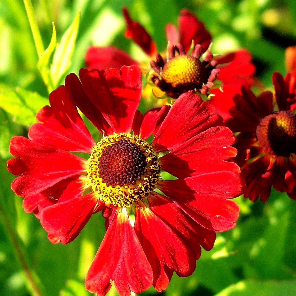 Sonnenbraut 'Rubinzwerg' (Helenium x cult.)
