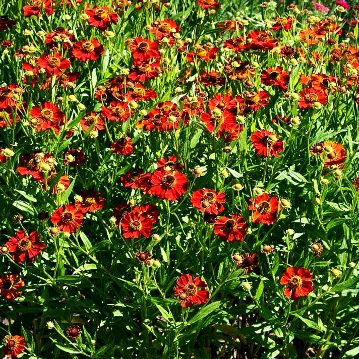 Sonnenbraut 'Rubinzwerg' (Helenium x cult.)