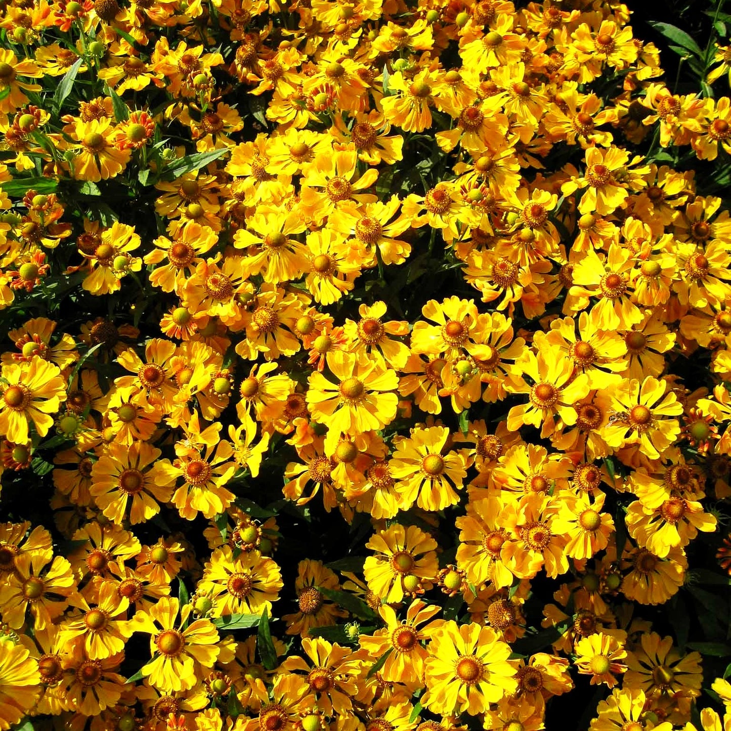 Sonnenbraut 'Septembergold' (Helenium x cult.)