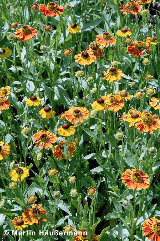 Sonnenbraut 'Waltraut' (Helenium x cult.)