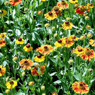 Sonnenbraut 'Waltraut' (Helenium x cult.)