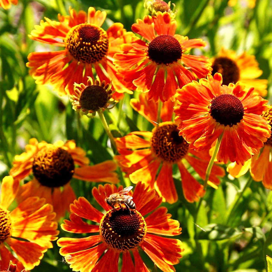 Sonnenbraut 'Waltraut' (Helenium x cult.)