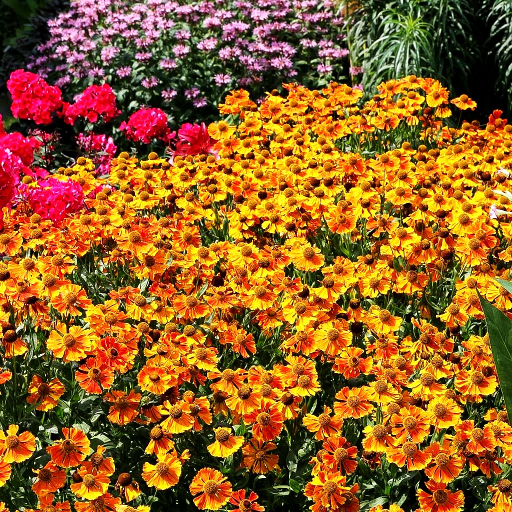 Sonnenbraut 'Waltraut' (Helenium x cult.)
