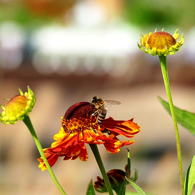 Sonnenbraut 'Waltraut' (Helenium x cult.)