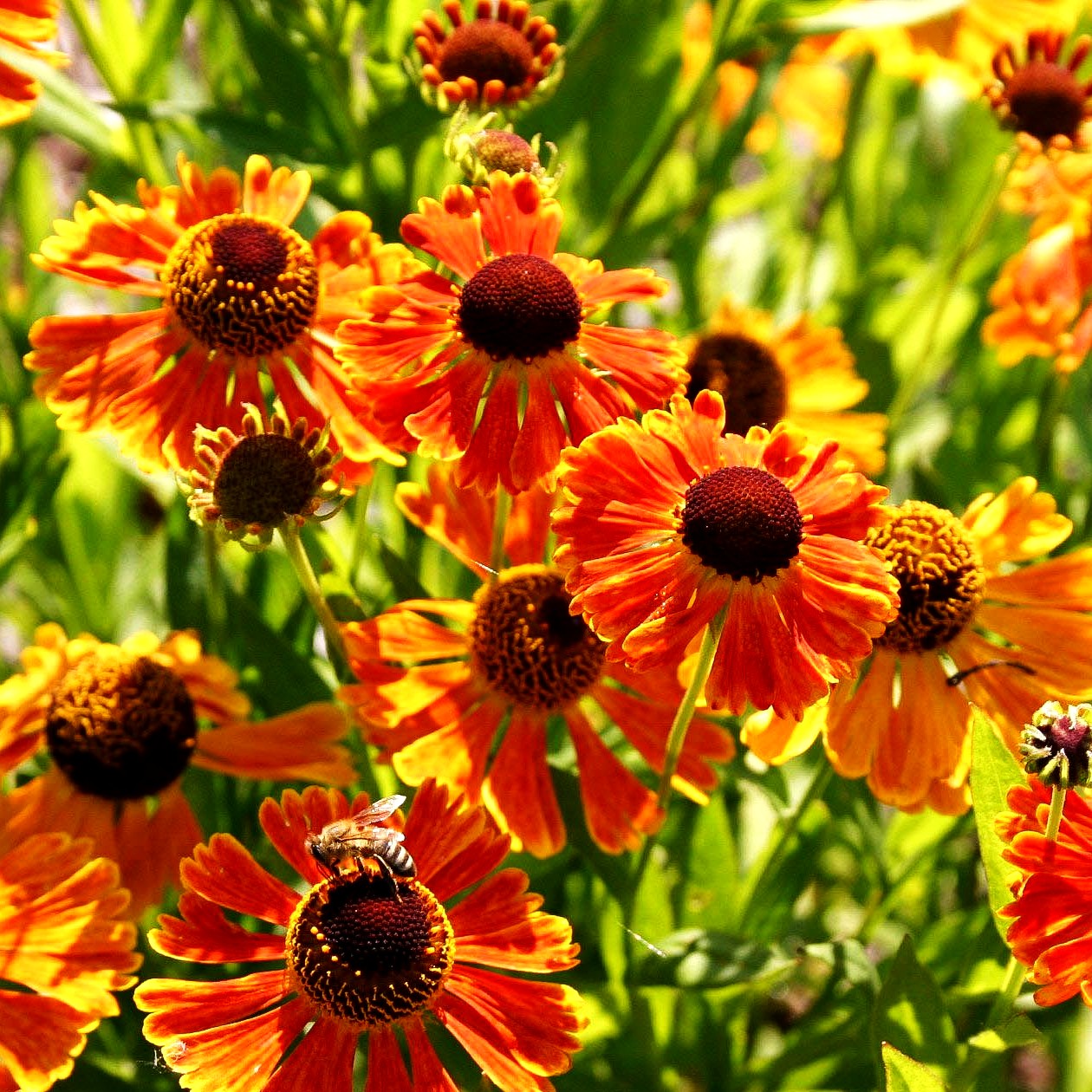 Sonnenbraut 'Waltraut' (Helenium x cult.)