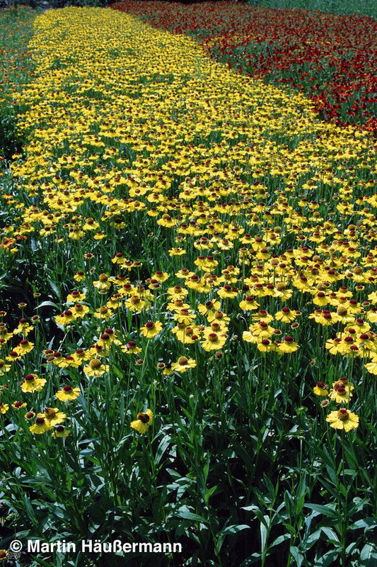 Sonnenbraut 'Wesergold' (Helenium x cult.)