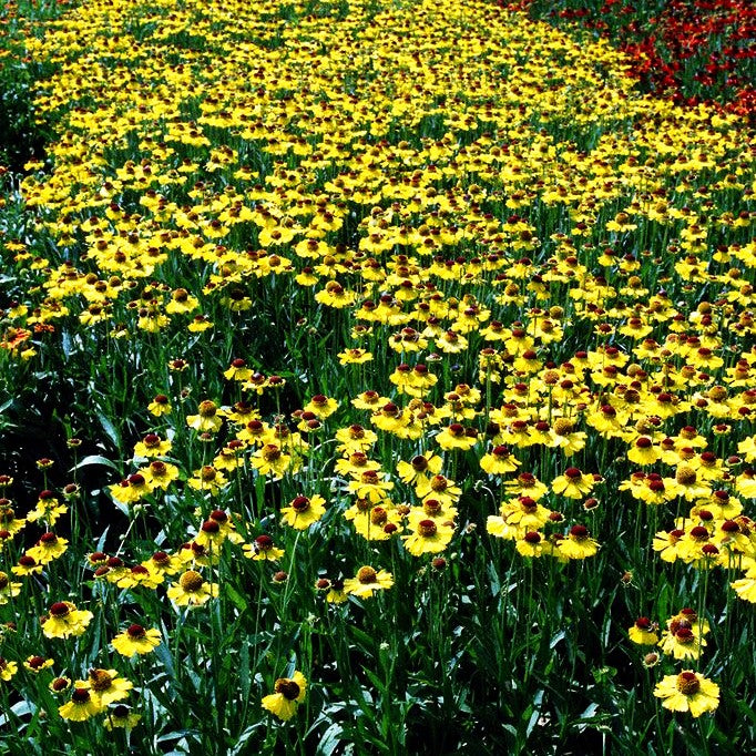 Sonnenbraut 'Wesergold' (Helenium x cult.)