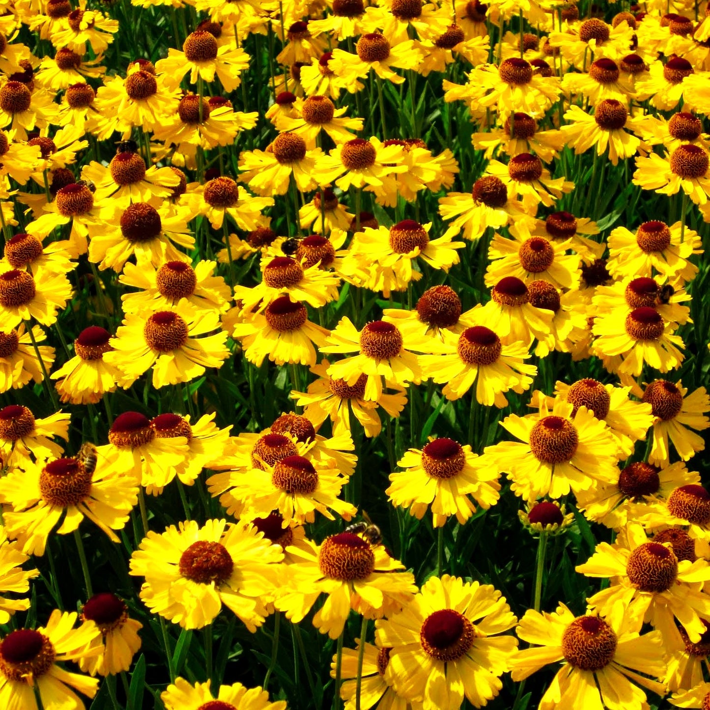 Sonnenbraut 'Wesergold' (Helenium x cult.)