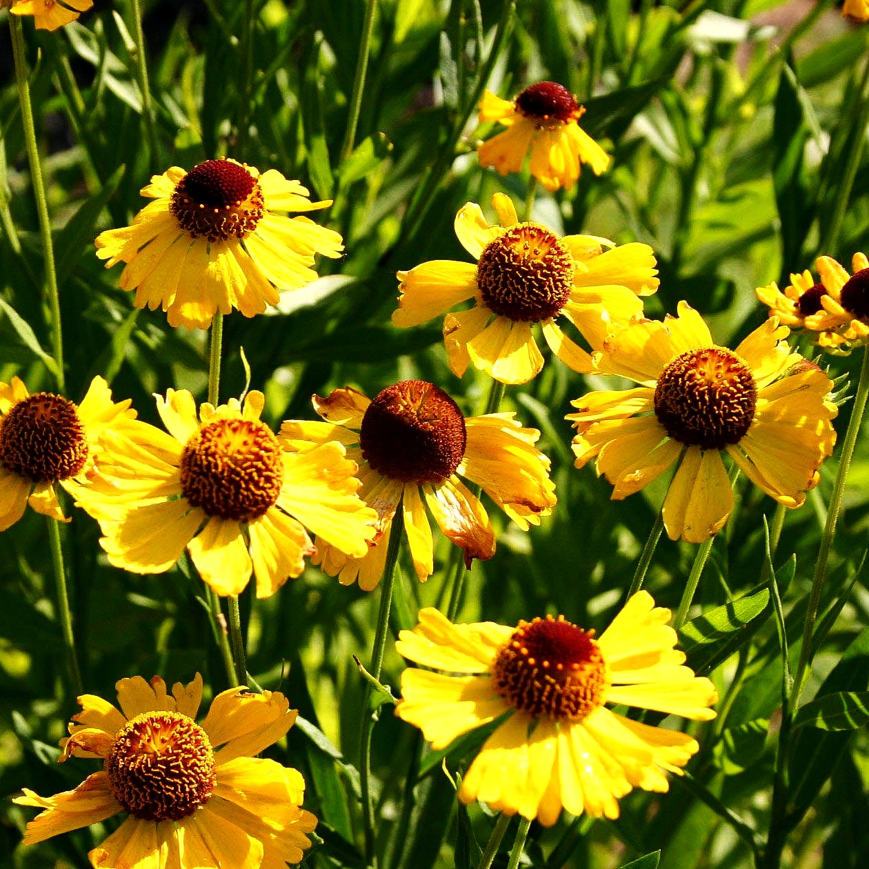 Sonnenbraut 'Wesergold' (Helenium x cult.)