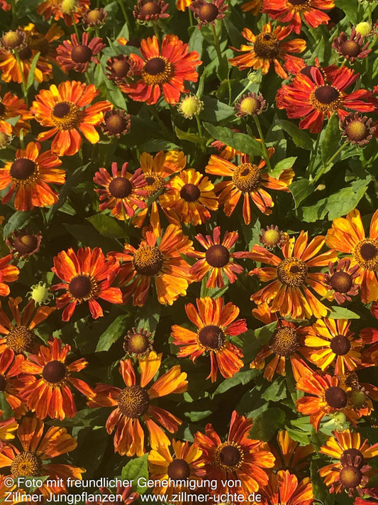 Sonnenbraut 'Wonadonga' (Helenium x cult.)