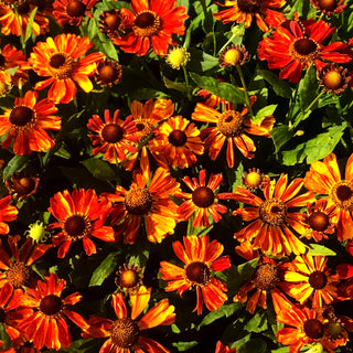 Sonnenbraut 'Wonadonga' (Helenium x cult.)