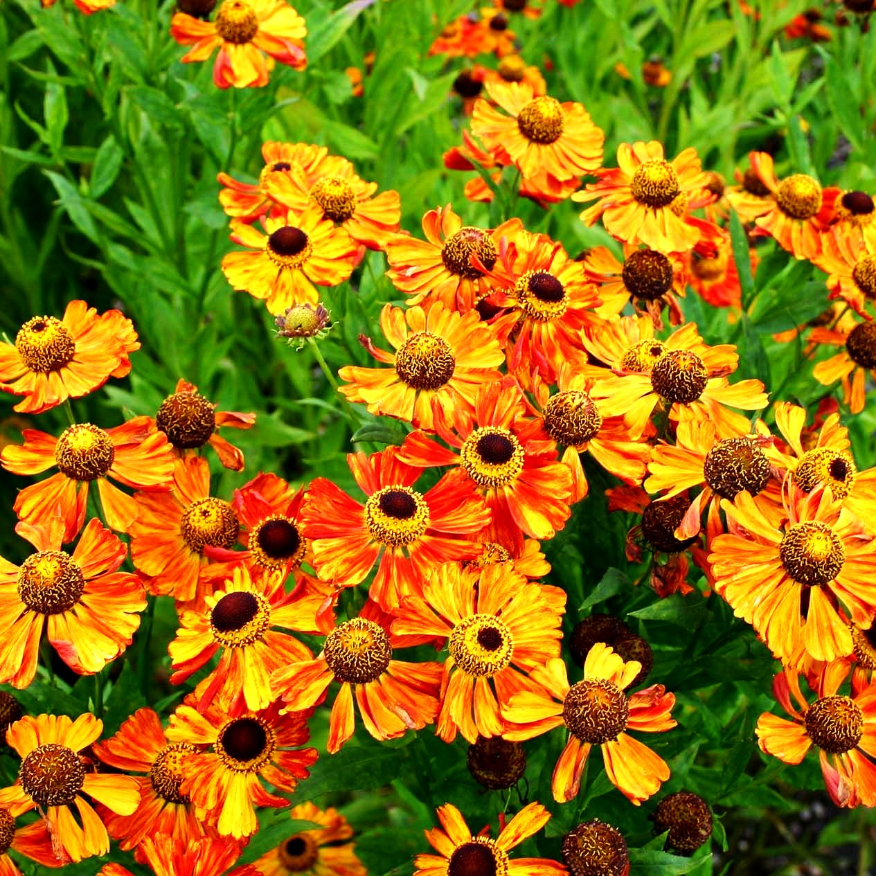 Sonnenbraut 'Wonadonga' (Helenium x cult.)
