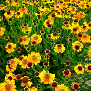 Sonnenbraut 'Wyndley' (Helenium x cult.)