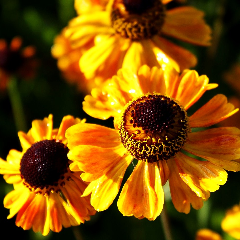 Sonnenbraut 'Wyndley' (Helenium x cult.)