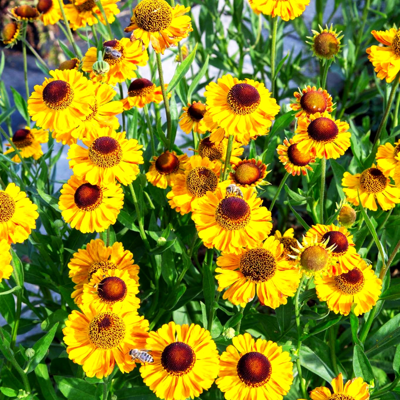 Sonnenbraut 'Wyndley' (Helenium x cult.)