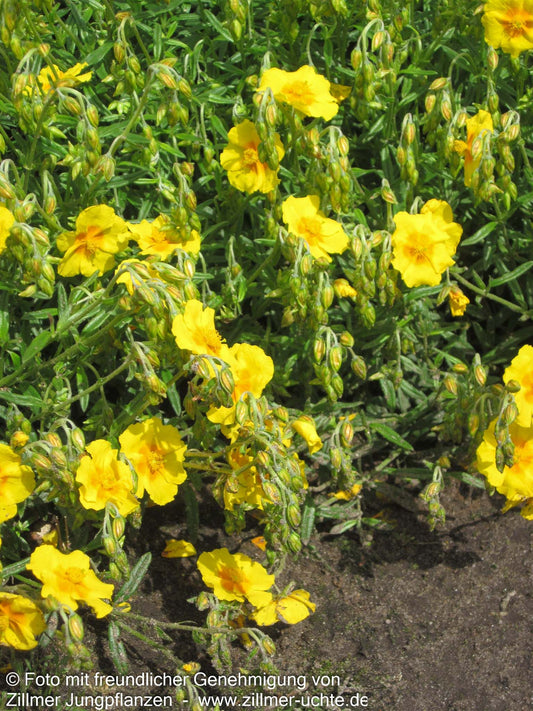 Sonnenröschen 'Ben Fhada' (Helianthemum x cult.)