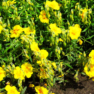 Sonnenröschen 'Ben Fhada' (Helianthemum x cult.)