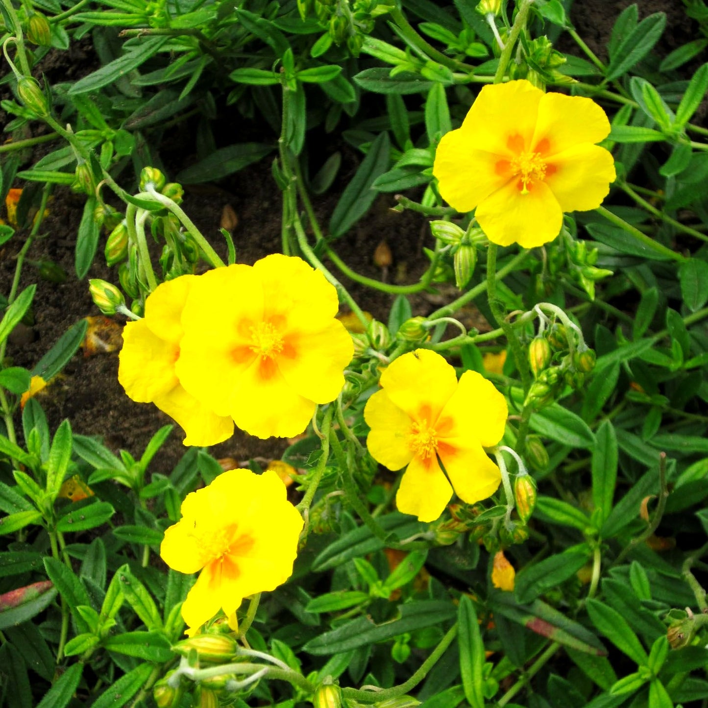 Sonnenröschen 'Ben Fhada' (Helianthemum x cult.)