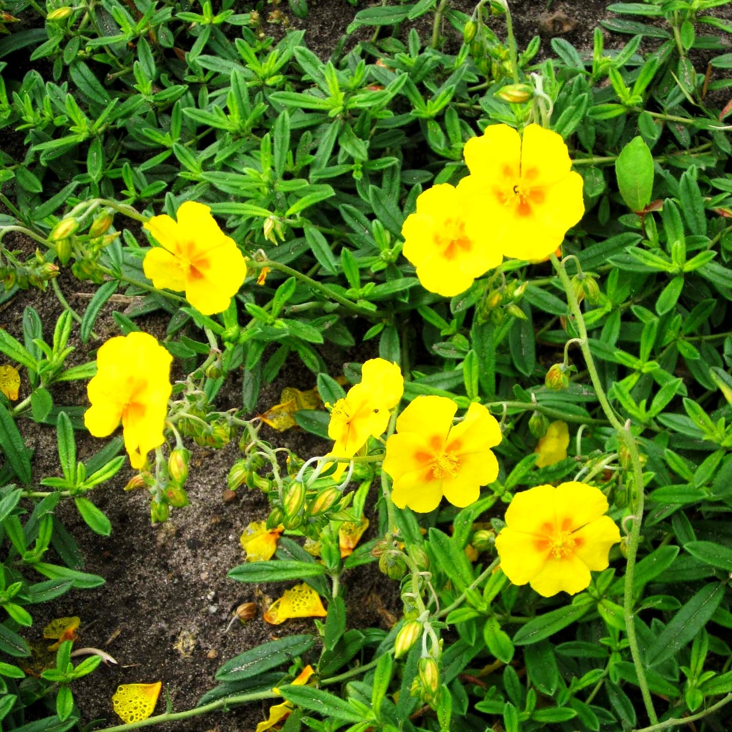 Sonnenröschen 'Ben Fhada' (Helianthemum x cult.)