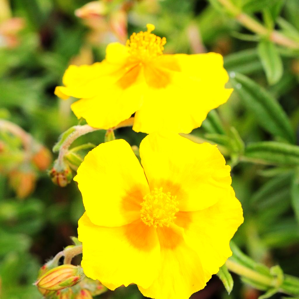 Sonnenröschen 'Ben Fhada' (Helianthemum x cult.)