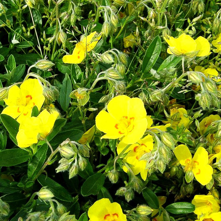 Sonnenröschen 'Ben Fhada' (Helianthemum x cult.)