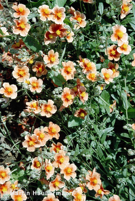 Sonnenröschen 'Braungold' (Helianthemum x cult.)
