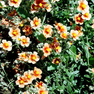 Sonnenröschen 'Braungold' (Helianthemum x cult.)