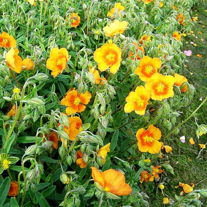 Sonnenröschen 'Braungold' (Helianthemum x cult.)