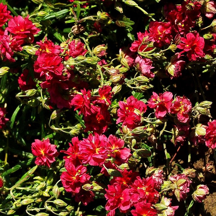 Sonnenröschen 'Cerise Queen' (Helianthemum x cult.)
