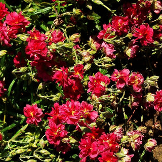 Sonnenröschen 'Cerise Queen' (Helianthemum x cult.)