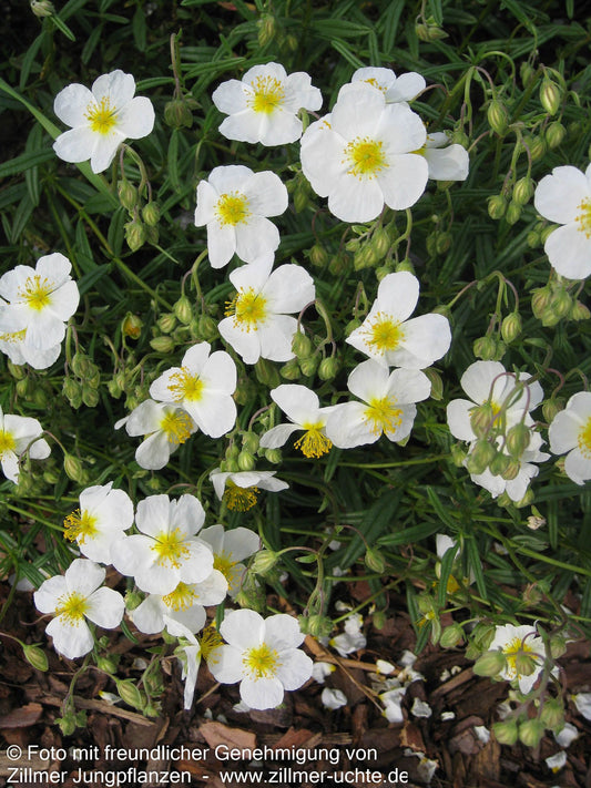 Sonnenröschen 'Eisbär' (Helianthemum x cult.)