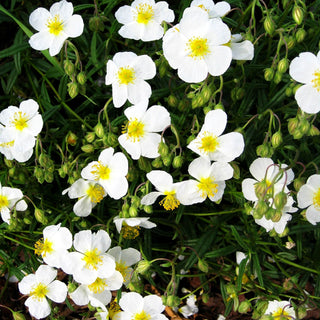Sonnenröschen 'Eisbär' (Helianthemum x cult.)