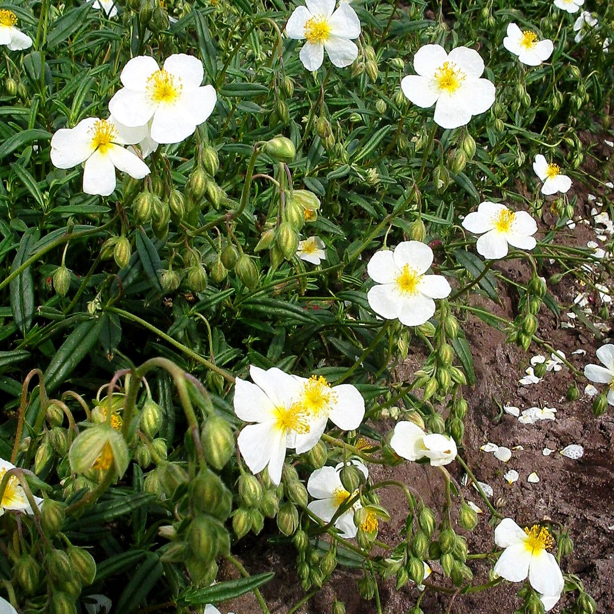 Sonnenröschen 'Eisbär' (Helianthemum x cult.)