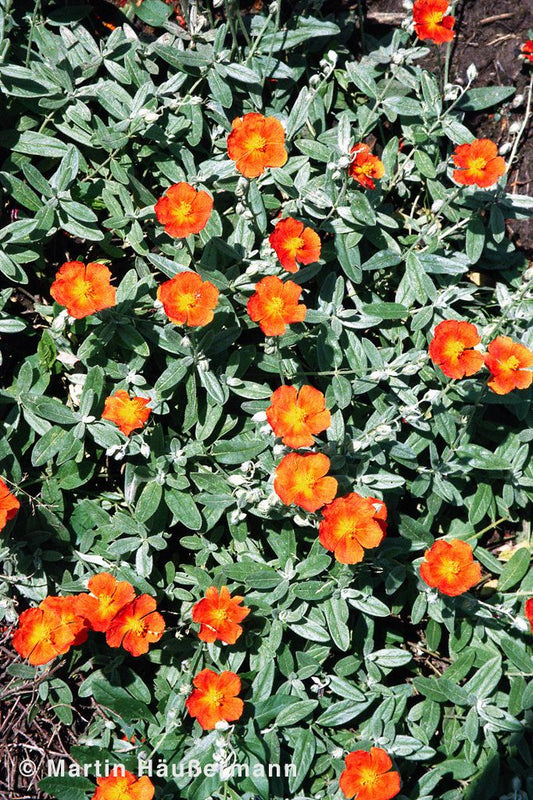 Sonnenröschen 'Frau M.Bachthaler' (Helianthemum x cult.)