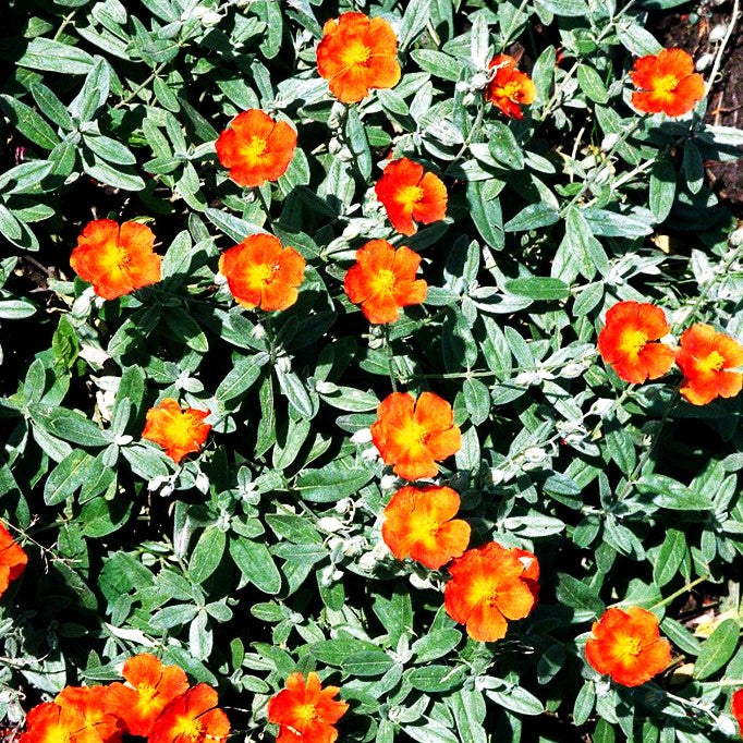 Sonnenröschen 'Frau M.Bachthaler' (Helianthemum x cult.)